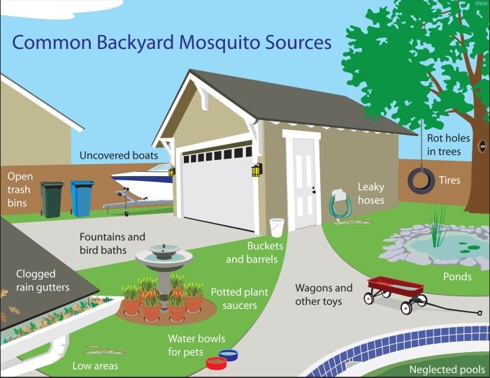 mosquito sources 