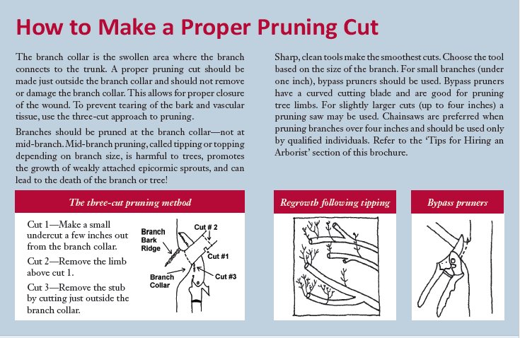 Proper pruning cut